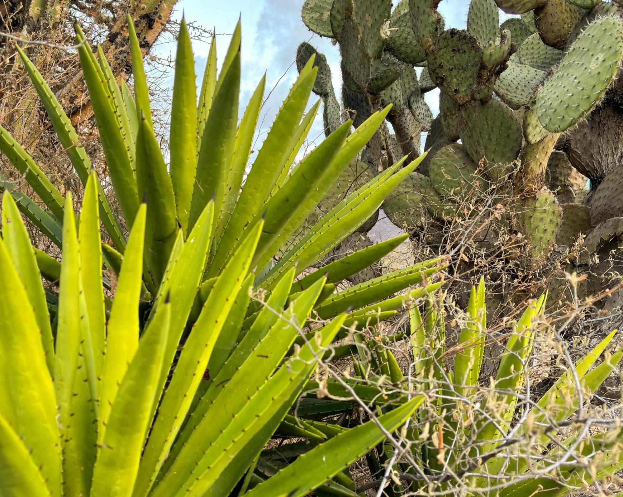 Casa Elim-oaxaca *