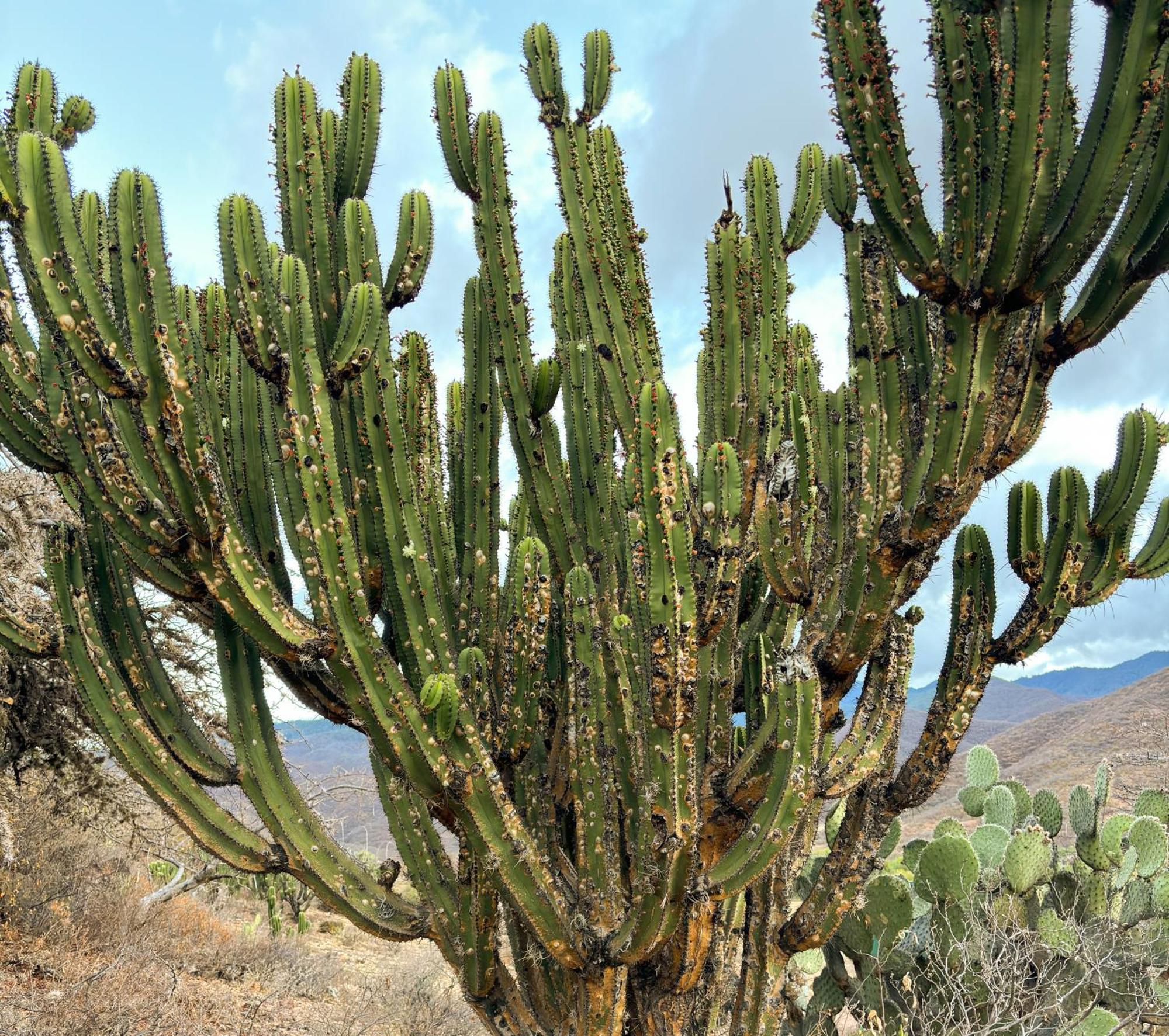 Casa Elim-oaxaca Holiday home *